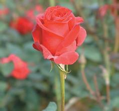 �齫������Ĥ��Ƶ�����°죺��ǿ�͸Ľ��������ŷ��� ����������Ӧ���ڹ���...